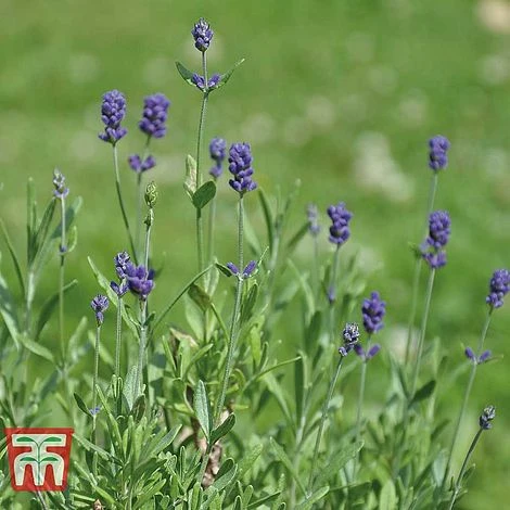 Lavender 'Dwarf Blue' 2 Lavender 'Dwarf Blue' - Image 2