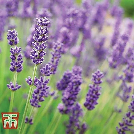 Lavender Collection 2 Lavender Collection - Image 2