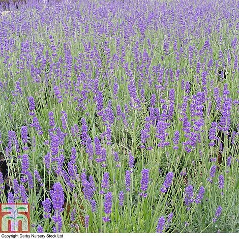 Lavender 'Imperial Gem' 2 Lavender 'Imperial Gem' - Image 2