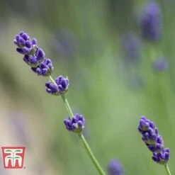 Lavender 'Imperial Gem' 7 Lavender 'Imperial Gem' -Greenworld Zone LAVE T80302 D