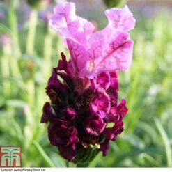 Lavender 'Antibes' 7 Lavender 'Antibes' -Greenworld Zone LAVE T80303 A