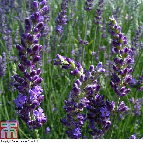 Lavender 'Heavenly Night' 1 Lavender 'Heavenly Night'