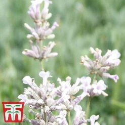 Lavender Collection 9 Lavender Collection -Greenworld Zone LAVE ROSEA S034471