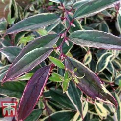 Leucothoe Fontanesiana 'Whitewater' -Greenworld Zone LEUC T66326 B