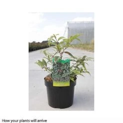 Leucothoe Fontanesiana 'Whitewater' -Greenworld Zone LEUC T66326 B h