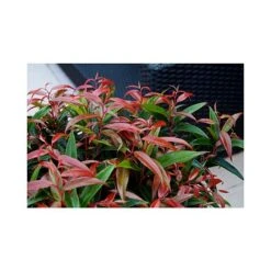 Leucothoe Keiskei 'Burning Love' -Greenworld Zone LEUC T66327 A h
