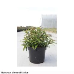 Leucothoe Keiskei 'Burning Love' -Greenworld Zone LEUC T66327 B h