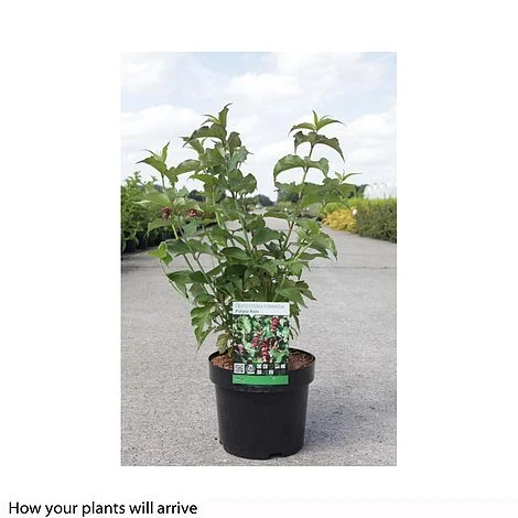 Leycesteria Formosa 'Purple Rain' 2 Leycesteria Formosa 'Purple Rain' - Image 2