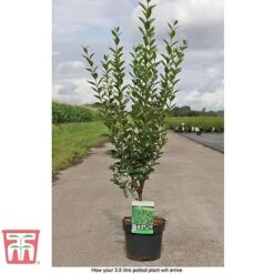 Ligustrum Ovalifolium -Greenworld Zone LIG T58258 D1