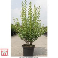 Ligustrum Ovalifolium -Greenworld Zone LIG T58258 E1