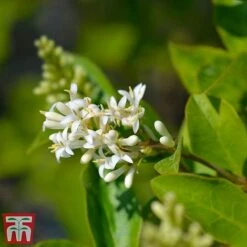 Ligustrum Ovalifolium -Greenworld Zone LIGU OVALIFOLI W34588 TM