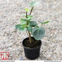 Lilac 'Sensation' -Greenworld Zone LILA T79105 D