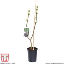 Lilac 'Sensation' -Greenworld Zone LILA T79105 E