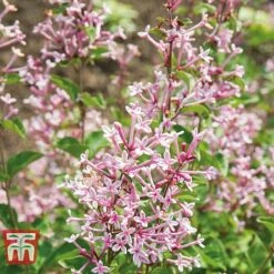 Lilac 'Bloomerang Pink Perfume' -Greenworld Zone LILA T79744 C2
