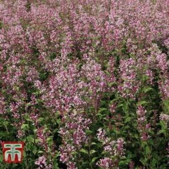 Lilac 'Bloomerang Pink Perfume' -Greenworld Zone LILA T79744 D