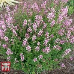Lilac 'Bloomerang Pink Perfume' -Greenworld Zone LILA T79744 E