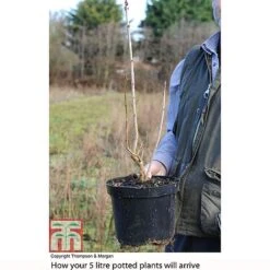 Lilac 'Charles Joly' 7 Lilac 'Charles Joly' -Greenworld Zone LILA T81195P B2