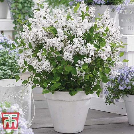 Lilac Dwarf 'Flowerfesta® White' 1 Lilac Dwarf 'Flowerfesta® White'