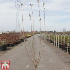 Lilac 'Esther Staley' 5 Lilac 'Esther Staley' -Greenworld Zone LILA TKA3550 A