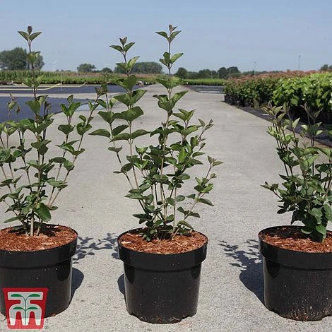 Lilac Dwarf 'Tinkerbelle' 2 Lilac Dwarf 'Tinkerbelle' - Image 2