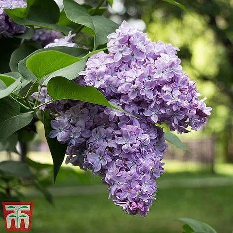 Lilac 'Michel Buchner' 1 Lilac 'Michel Buchner'