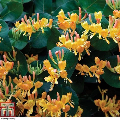 Lonicera X Tellmanniana 1 Lonicera X Tellmanniana