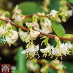Lonicera Fragrantissima -Greenworld Zone LONI FRAGRANTI L079961