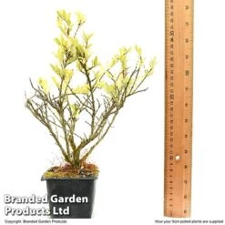 Lonicera Pileata -Greenworld Zone LONI PILEAT9CM T50089