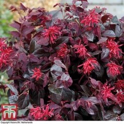 Loropetalum Chinense Var. Rubrum 'Ever Red' -Greenworld Zone LORO TKA8393 B