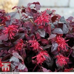 Loropetalum Chinense Var. Rubrum 'Ever Red' -Greenworld Zone LORO TKA8393 C