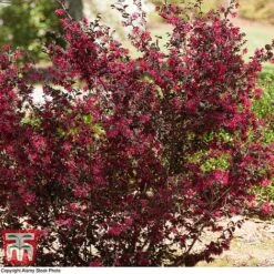 Loropetalum Chinense Var. Rubrum 'Ever Red' -Greenworld Zone LORO TKA8393 D