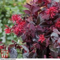 Loropetalum Chinense Var. Rubrum 'Ever Red' -Greenworld Zone LORO TKA8393 E