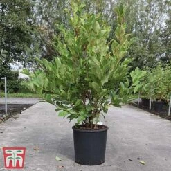 Magnolia X Loebneri 'Wildcat' -Greenworld Zone MAG TKA3238 B