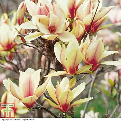 Magnolia Denudata 'Sunrise' (Patio Standard) 1 Magnolia Denudata 'Sunrise' (Patio Standard)