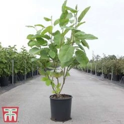 Magnolia Sieboldii -Greenworld Zone MAGN TKA3242 A