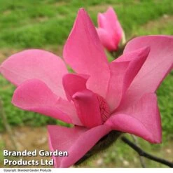 Magnolia 'Fire' 5 Magnolia 'Fire' -Greenworld Zone MAGN FIRE T51559
