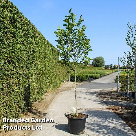 Magnolia Kobus 1 Magnolia Kobus