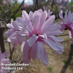 Magnolia 'Pink Perfection' -Greenworld Zone MAGN PINKPERFE S51736