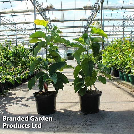 Magnolia 'Royal Splendour' 1 Magnolia 'Royal Splendour'