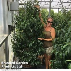 Magnolia Hybrid 'Stellar Ruby' 9 Magnolia Hybrid 'Stellar Ruby' -Greenworld Zone MAGN STELLARRU S51415