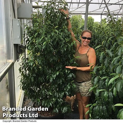 Magnolia Hybrid 'Stellar Ruby' 5 Magnolia Hybrid 'Stellar Ruby' - Image 5