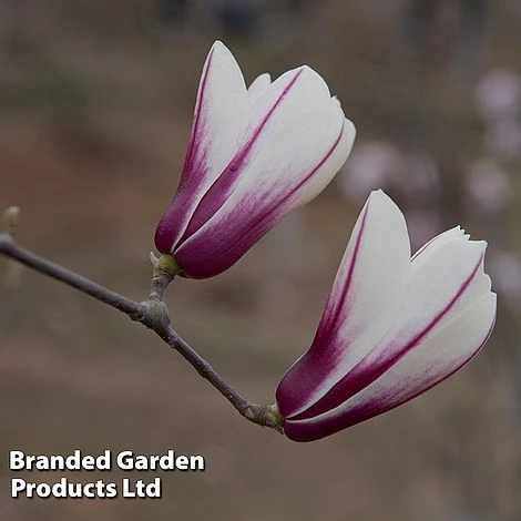 Magnolia Denudata 'Sunrise Beauty' 2 Magnolia Denudata 'Sunrise Beauty' - Image 2
