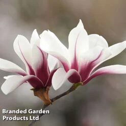 Magnolia Denudata 'Sunrise Beauty' 7 Magnolia Denudata 'Sunrise Beauty' -Greenworld Zone MAGN SUNRISEBE S51777