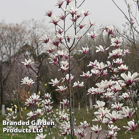 Magnolia Denudata 'Sunrise Beauty' 4 Magnolia Denudata 'Sunrise Beauty' - Image 4