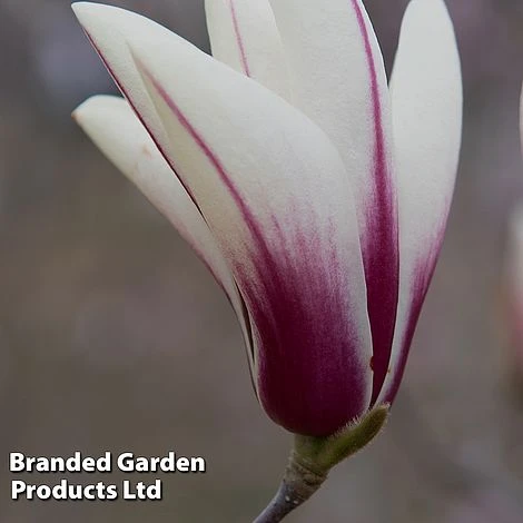 Magnolia Denudata 'Sunrise Beauty' 5 Magnolia Denudata 'Sunrise Beauty' - Image 5