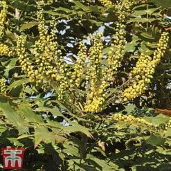 Mahonia X Media 'Charity'