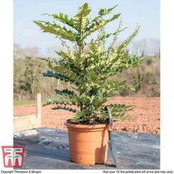 Mahonia X Media 'Charity' 5 Mahonia X Media 'Charity' -Greenworld Zone MAHO TJ58936 C