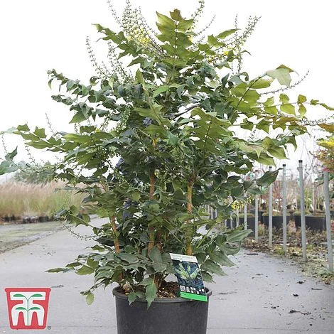 Mahonia Japonica 'Hivernant' 2 Mahonia Japonica 'Hivernant' - Image 2