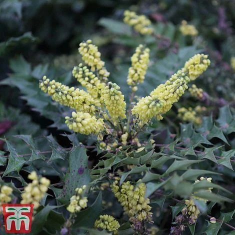 Mahonia Japonica 'Hivernant' 1 Mahonia Japonica 'Hivernant'