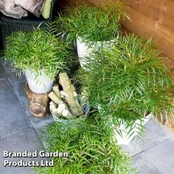 Mahonia 'Soft Caress' 6 Mahonia 'Soft Caress' -Greenworld Zone MAHO SOFTCARES U43356